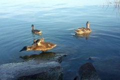 balatonkenese-önkormányzat-007
