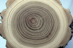 Fehér akác évgyűrűi