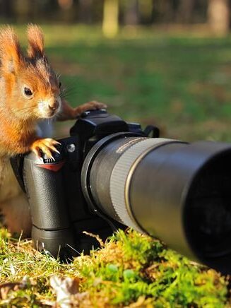 Fotópályázat Állatok Világnapja alkalmából