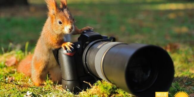 Fotópályázat Állatok Világnapja alkalmából