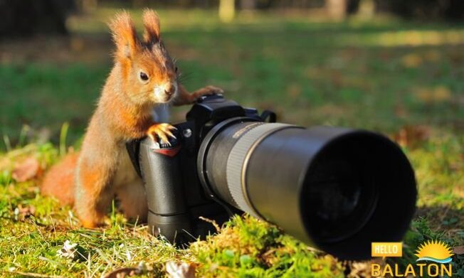 Fotópályázat Állatok Világnapja alkalmából