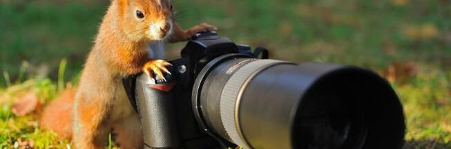 Fotópályázat Állatok Világnapja alkalmából