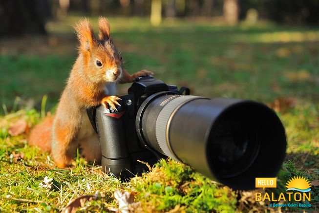 Fotópályázat Állatok Világnapja alkalmából