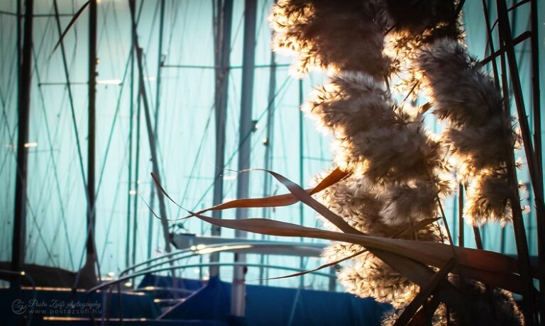 A legfontosabb tudnivalók a helyi védekezésről