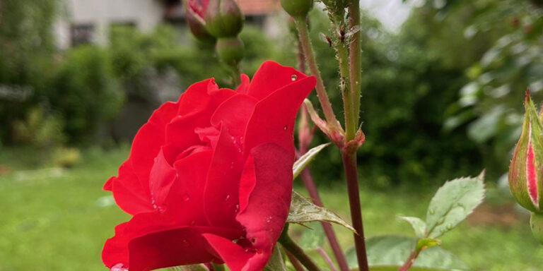 Virágos balkonok, virágos kertek