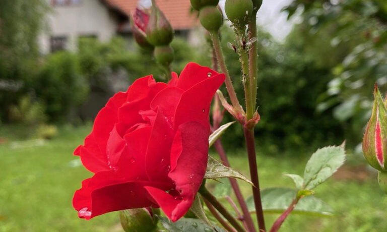 Virágos balkonok, virágos kertek