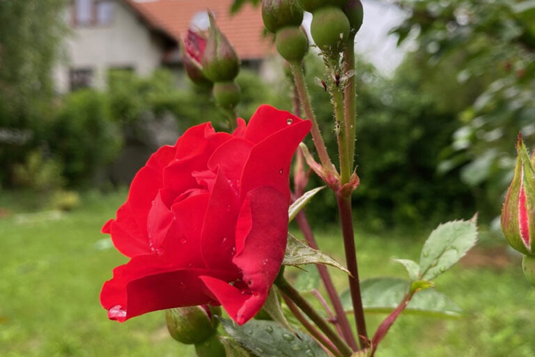 Virágos balkonok, virágos kertek