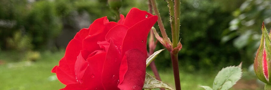 Virágos balkonok, virágos kertek