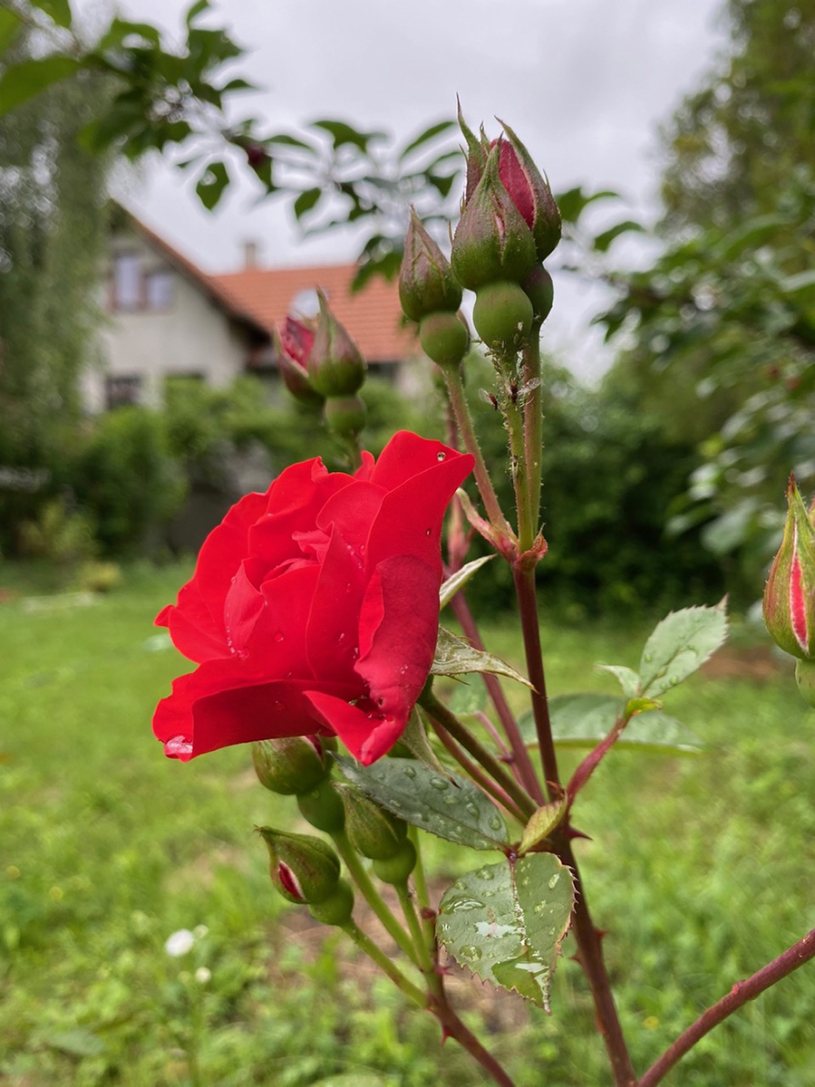 Virágos balkonok, virágos kertek
